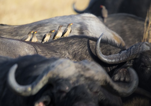 Bwabwata National Park Cover