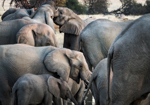 3 Day Etosha Tour Cover