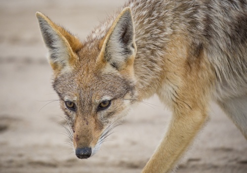 Skeleton Coast Cover