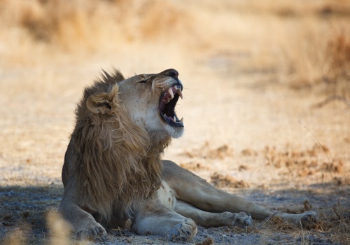 7 Day Etosha Tour Cover