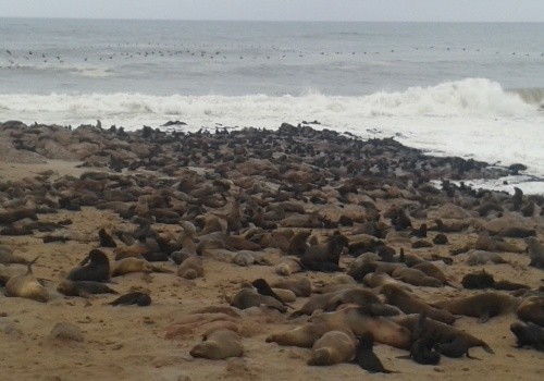 Cape Cross Seal Reserve Cover
